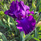 Deep Purple Bearded Iris – 1 Live Fan