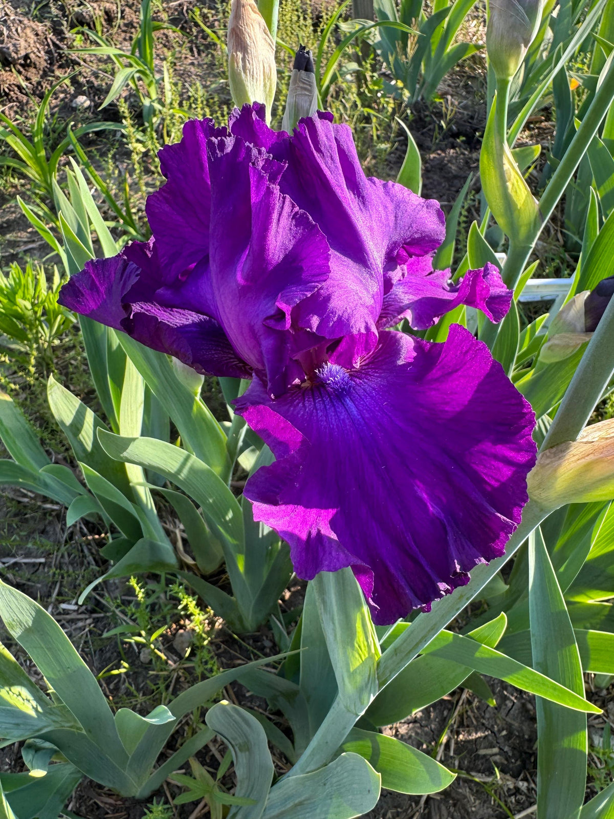 Deep Purple Bearded Iris – 1 Live Fan