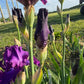 Deep Purple Bearded Iris – 1 Live Fan