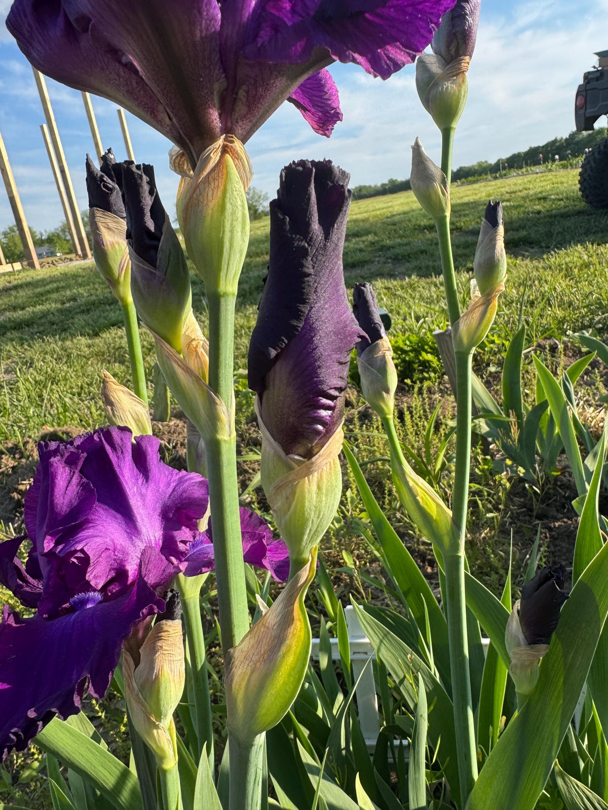Deep Purple Bearded Iris – 1 Live Fan