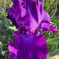 Deep Purple Bearded Iris – 1 Live Fan