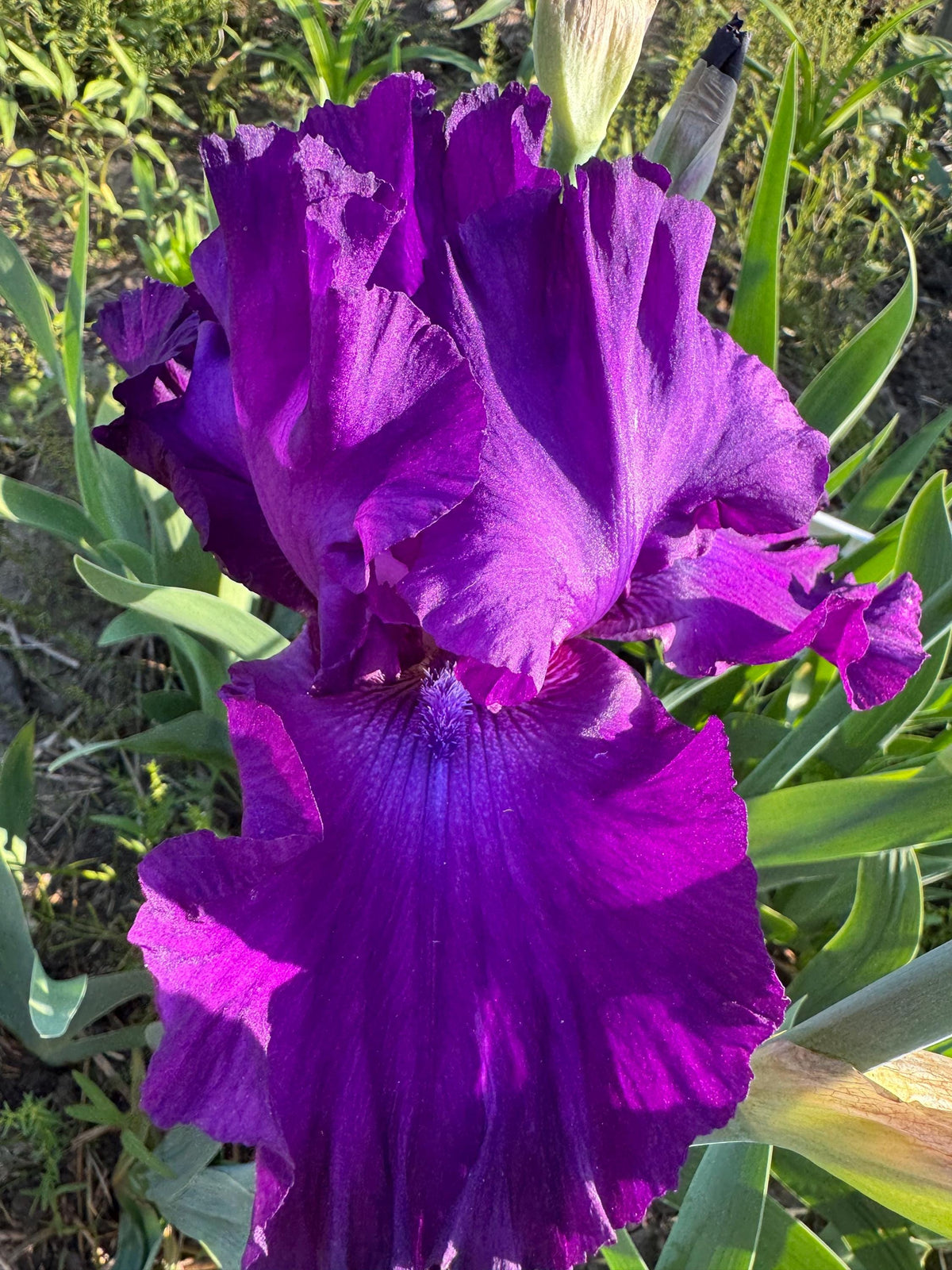 Deep Purple Bearded Iris – 1 Live Fan