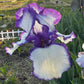 Purple & White Bearded Iris Live Plant Fan | Ruffled Bicolor Iris