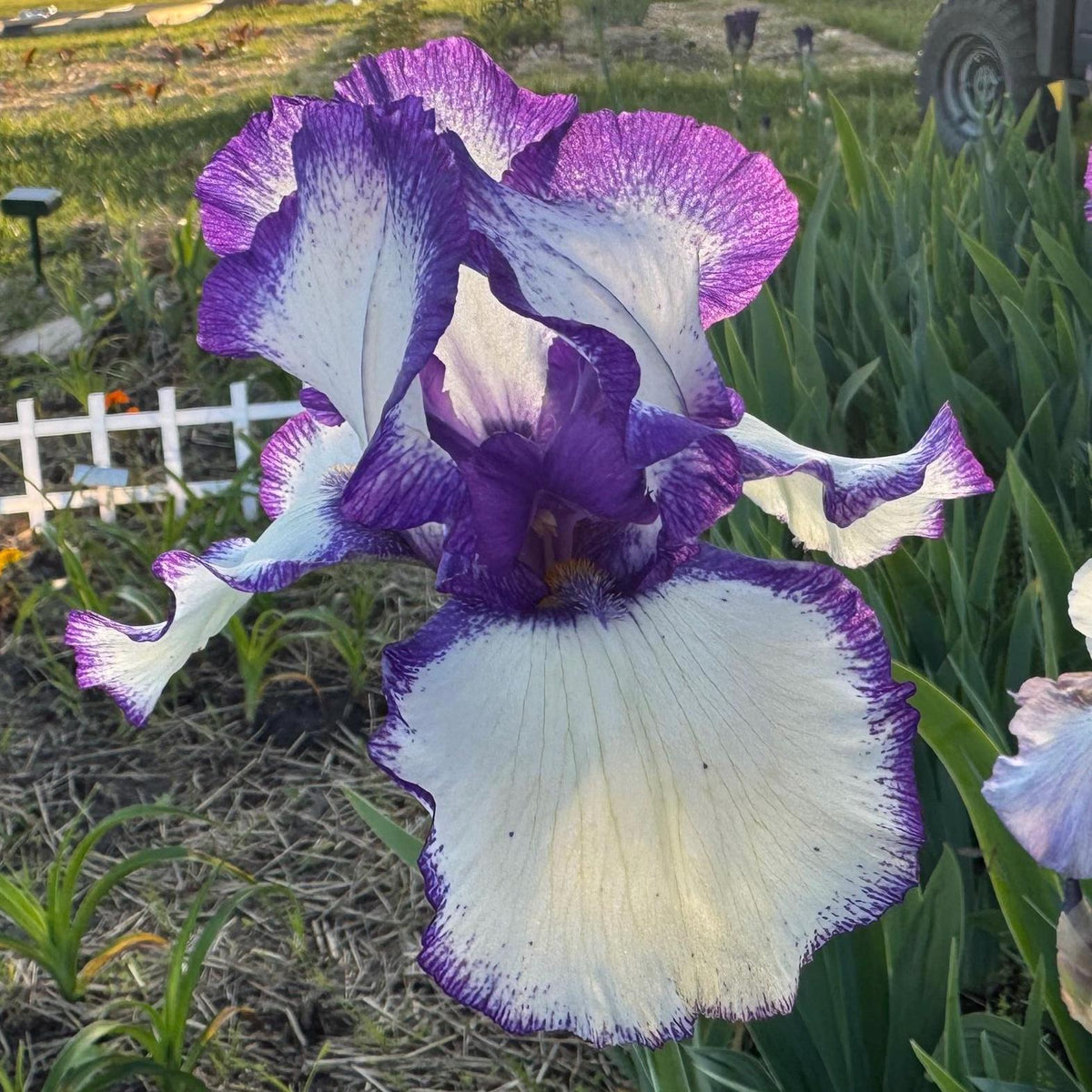Purple & White Bearded Iris Live Plant Fan | Ruffled Bicolor Iris