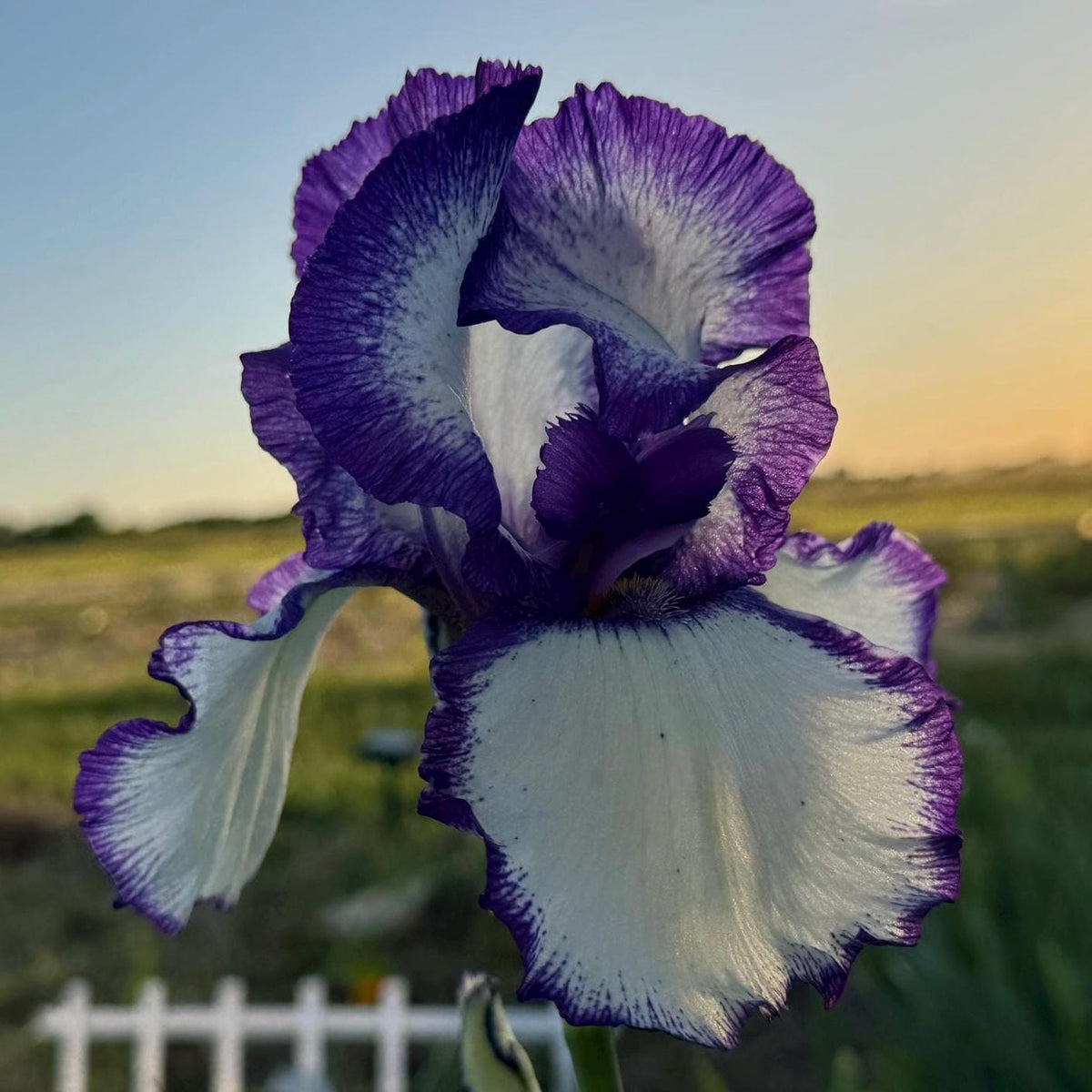 Purple & White Bearded Iris Live Plant Fan | Ruffled Bicolor Iris