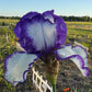 Purple & White Bearded Iris Live Plant Fan | Ruffled Bicolor Iris