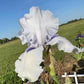 Soft Lavender Bearded Iris – 1 Live Fan