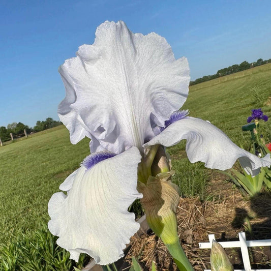 Soft Lavender Bearded Iris – 1 Live Fan
