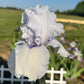 Soft Lavender Bearded Iris – 1 Live Fan