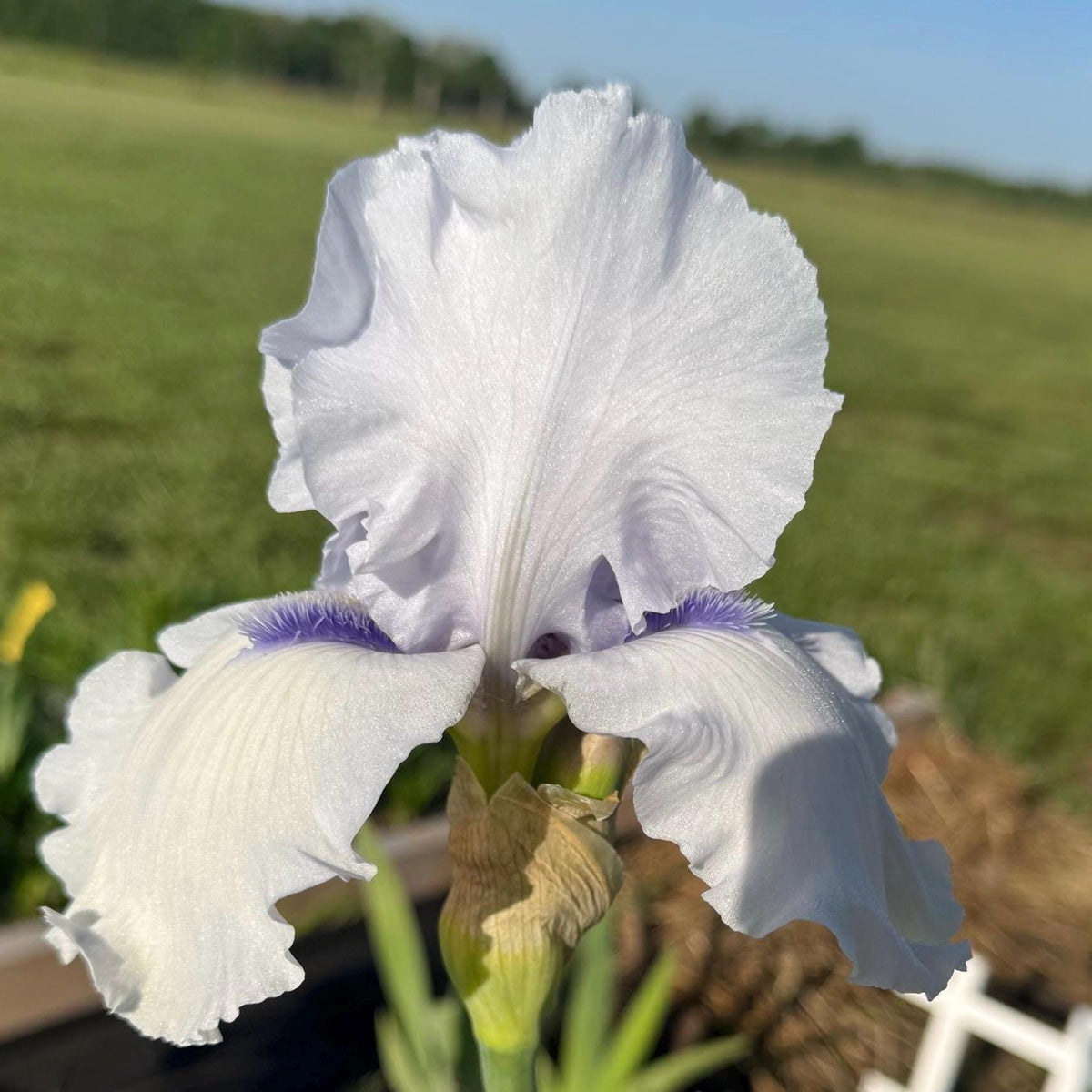 Soft Lavender Bearded Iris – 1 Live Fan