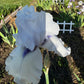 Soft Lavender Bearded Iris – 1 Live Fan
