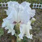 Bearded Iris Live Plant – 1 Fan | White Ruffled Bloom