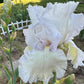 Bearded Iris Live Plant – 1 Fan | White Ruffled Bloom