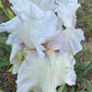 Bearded Iris Live Plant – 1 Fan | White Ruffled Bloom