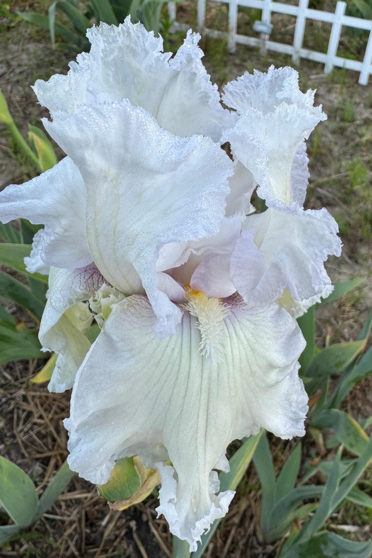 Bearded Iris Live Plant – 1 Fan | White Ruffled Bloom