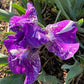 Dwarf Bearded Iris – Deep Purple & White Splash
