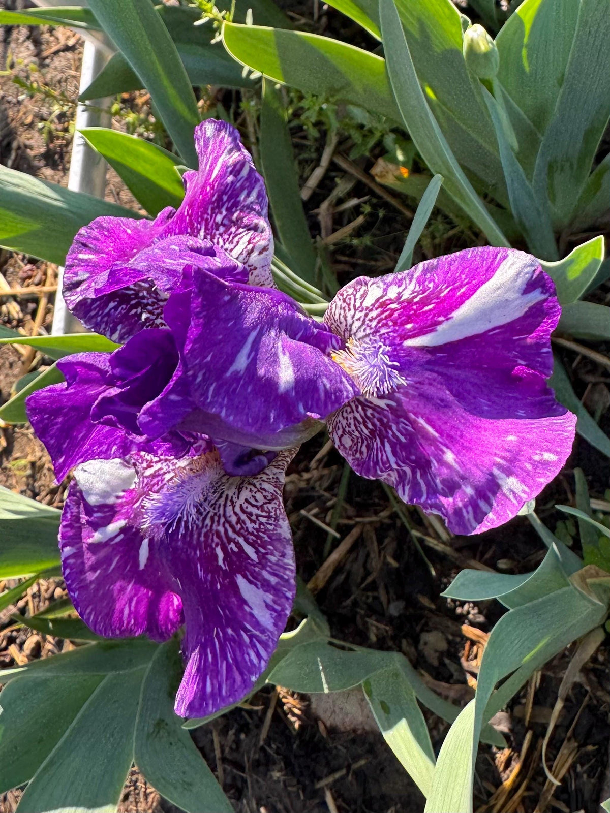 Dwarf Bearded Iris – Deep Purple & White Splash