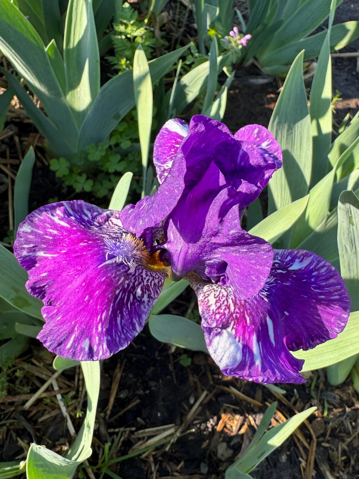 Dwarf Bearded Iris – Deep Purple & White Splash