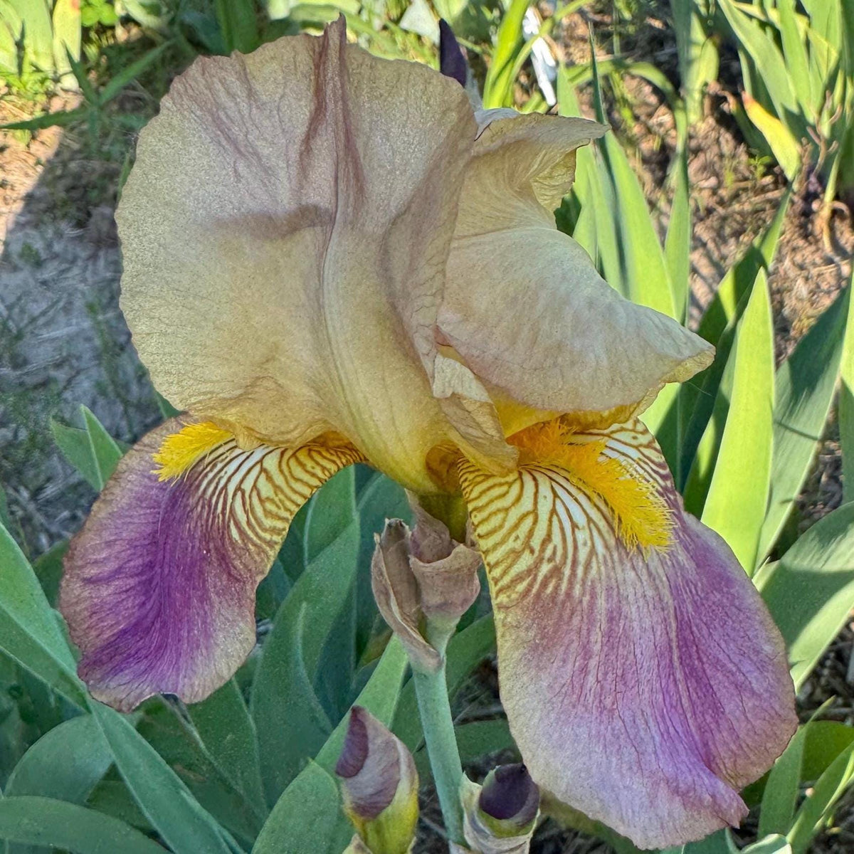 Historic Rameses Bearded Iris Live Plant Fan
