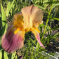 Historic Rameses Bearded Iris Live Plant Fan