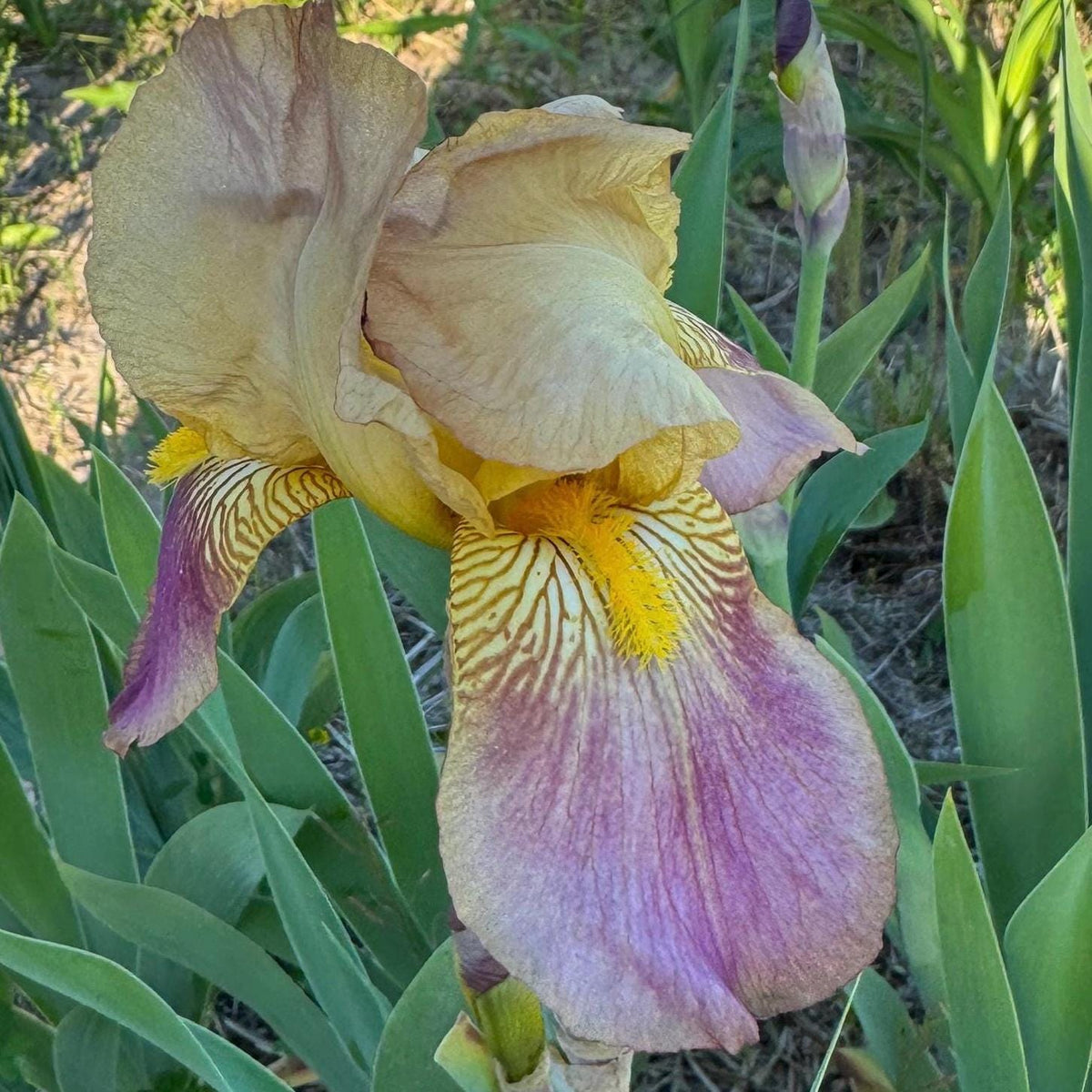 Historic Rameses Bearded Iris Live Plant Fan