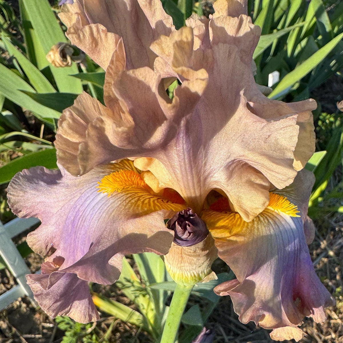 Bearded Iris Live Plant – 1 Fan | Soft Lavender Peach Bloom