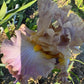 Bearded Iris Live Plant – 1 Fan | Soft Lavender Peach Bloom