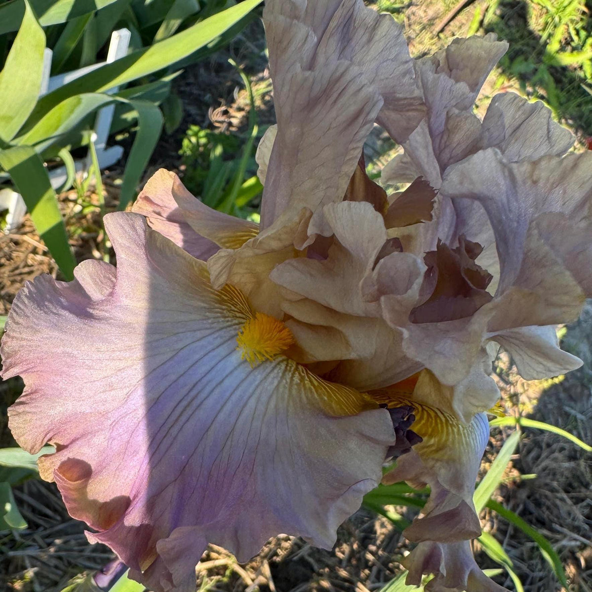 Bearded Iris Live Plant – 1 Fan | Soft Lavender Peach Bloom
