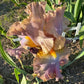 Bearded Iris Live Plant – 1 Fan | Soft Lavender Peach Bloom