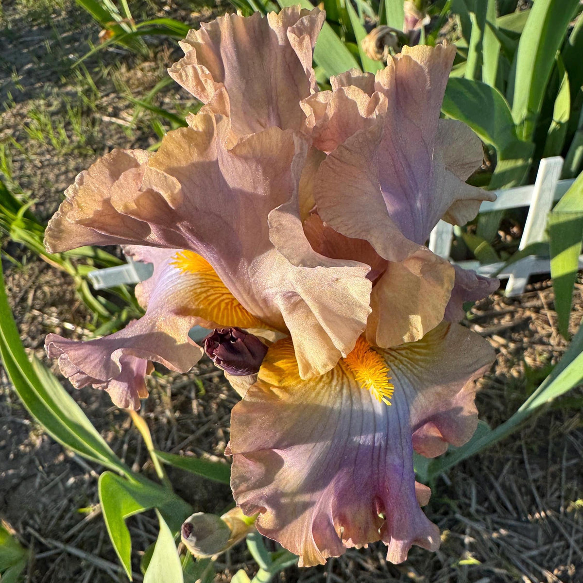 Bearded Iris Live Plant – 1 Fan | Soft Lavender Peach Bloom