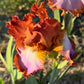 Copper Apricot & Lavender Bearded Iris – 1 Live Fan | Ruffled Sunset Blend Spring Bloom