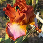 Copper Apricot & Lavender Bearded Iris – 1 Live Fan | Ruffled Sunset Blend Spring Bloom