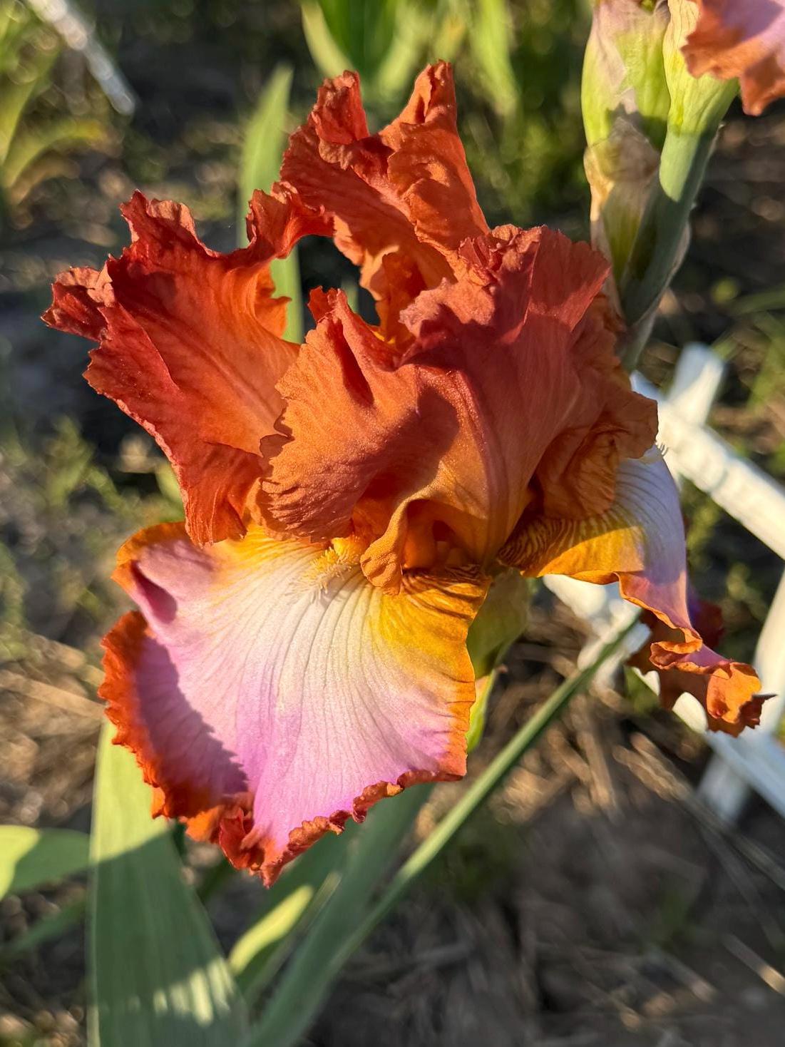 Copper Apricot & Lavender Bearded Iris – 1 Live Fan | Ruffled Sunset Blend Spring Bloom