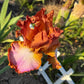Copper Apricot & Lavender Bearded Iris – 1 Live Fan | Ruffled Sunset Blend Spring Bloom