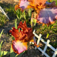 Copper Apricot & Lavender Bearded Iris – 1 Live Fan | Ruffled Sunset Blend Spring Bloom