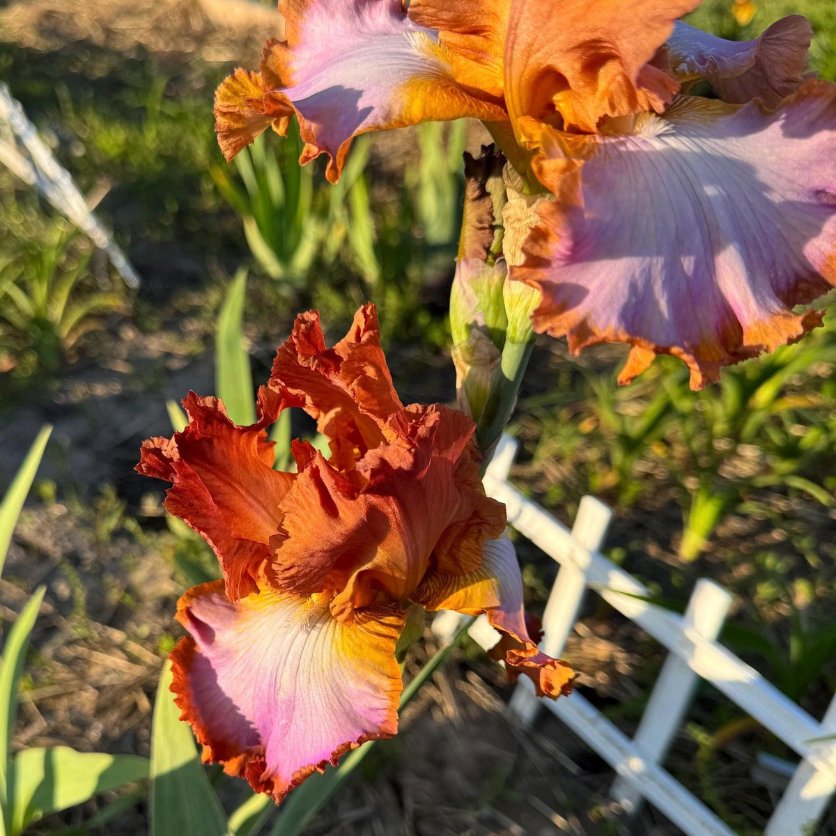 Copper Apricot & Lavender Bearded Iris – 1 Live Fan | Ruffled Sunset Blend Spring Bloom