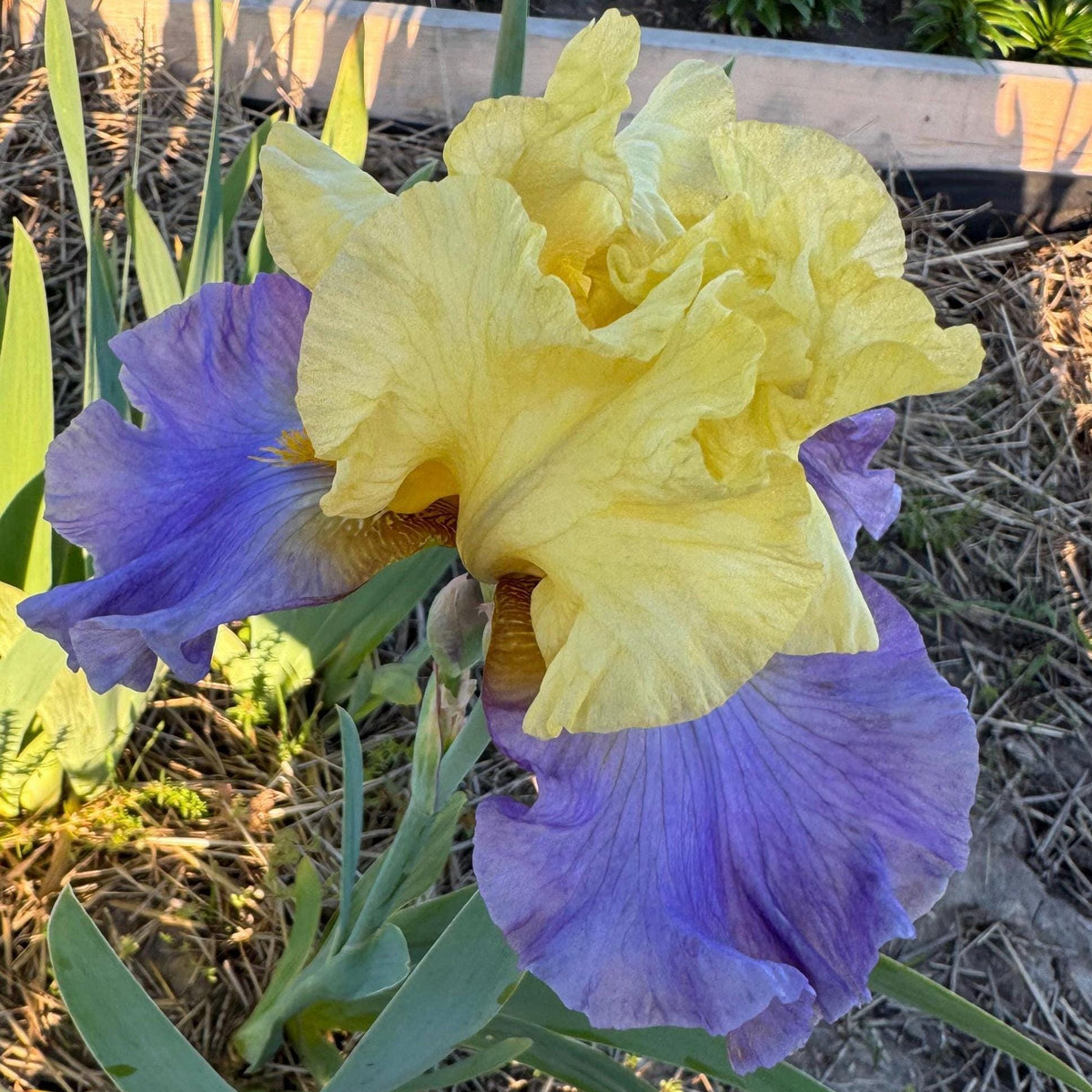 Yellow & Lavender Bearded Iris – 1 Live Fan