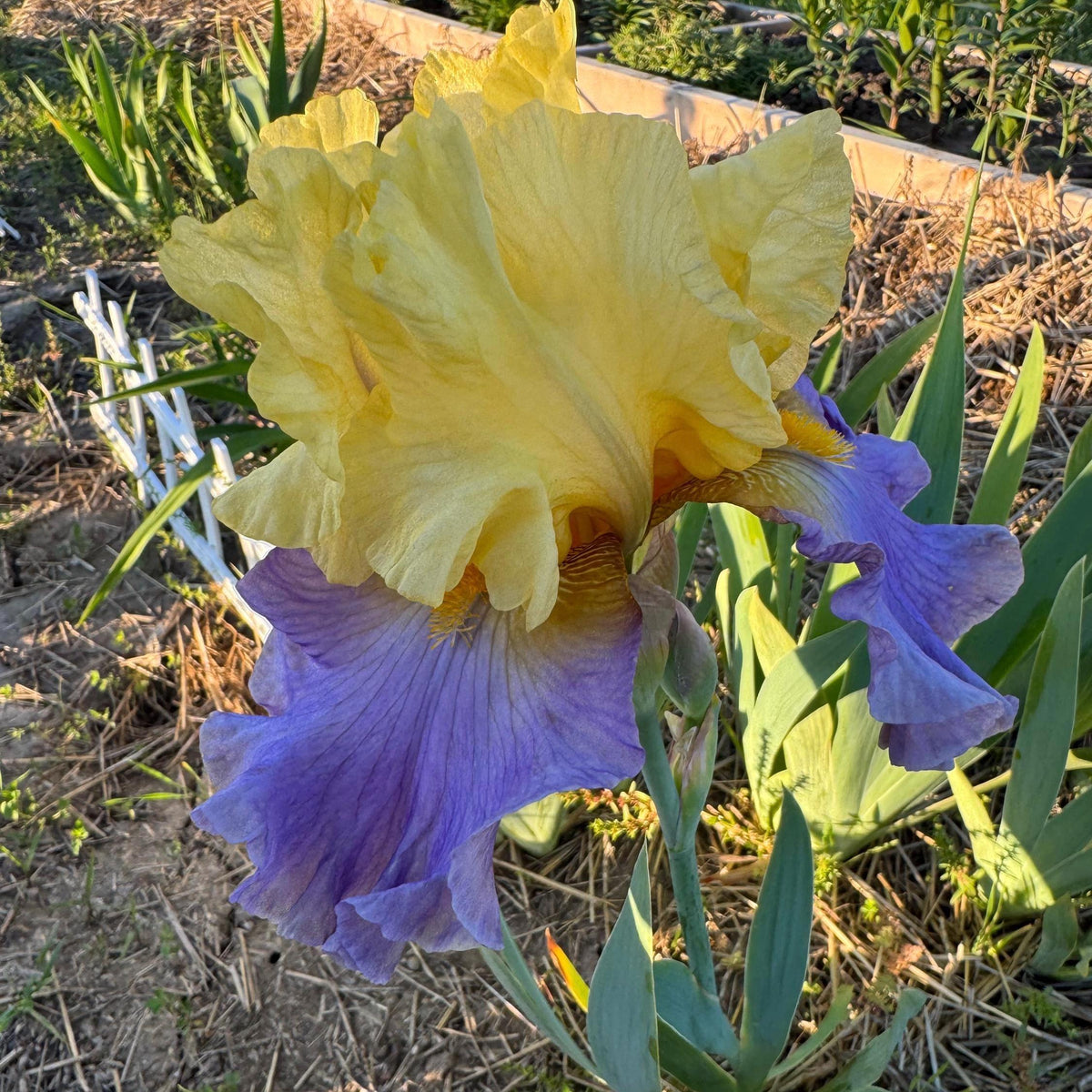 Yellow & Lavender Bearded Iris – 1 Live Fan