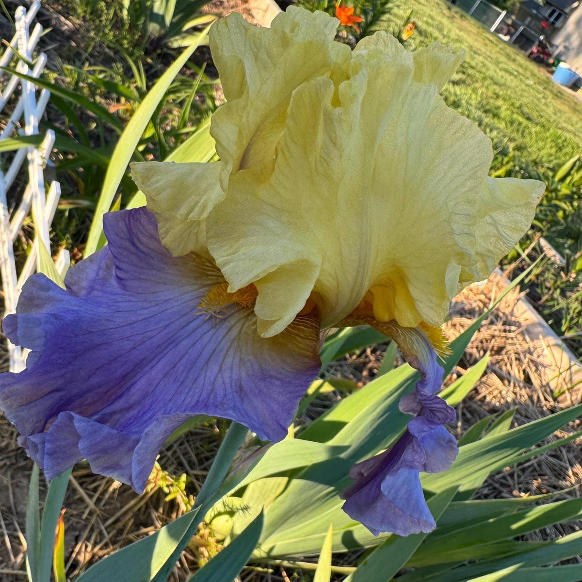 Yellow & Lavender Bearded Iris – 1 Live Fan
