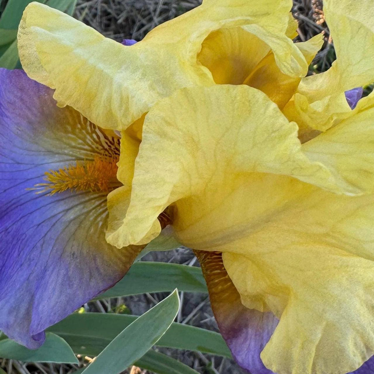 Yellow & Lavender Bearded Iris – 1 Live Fan