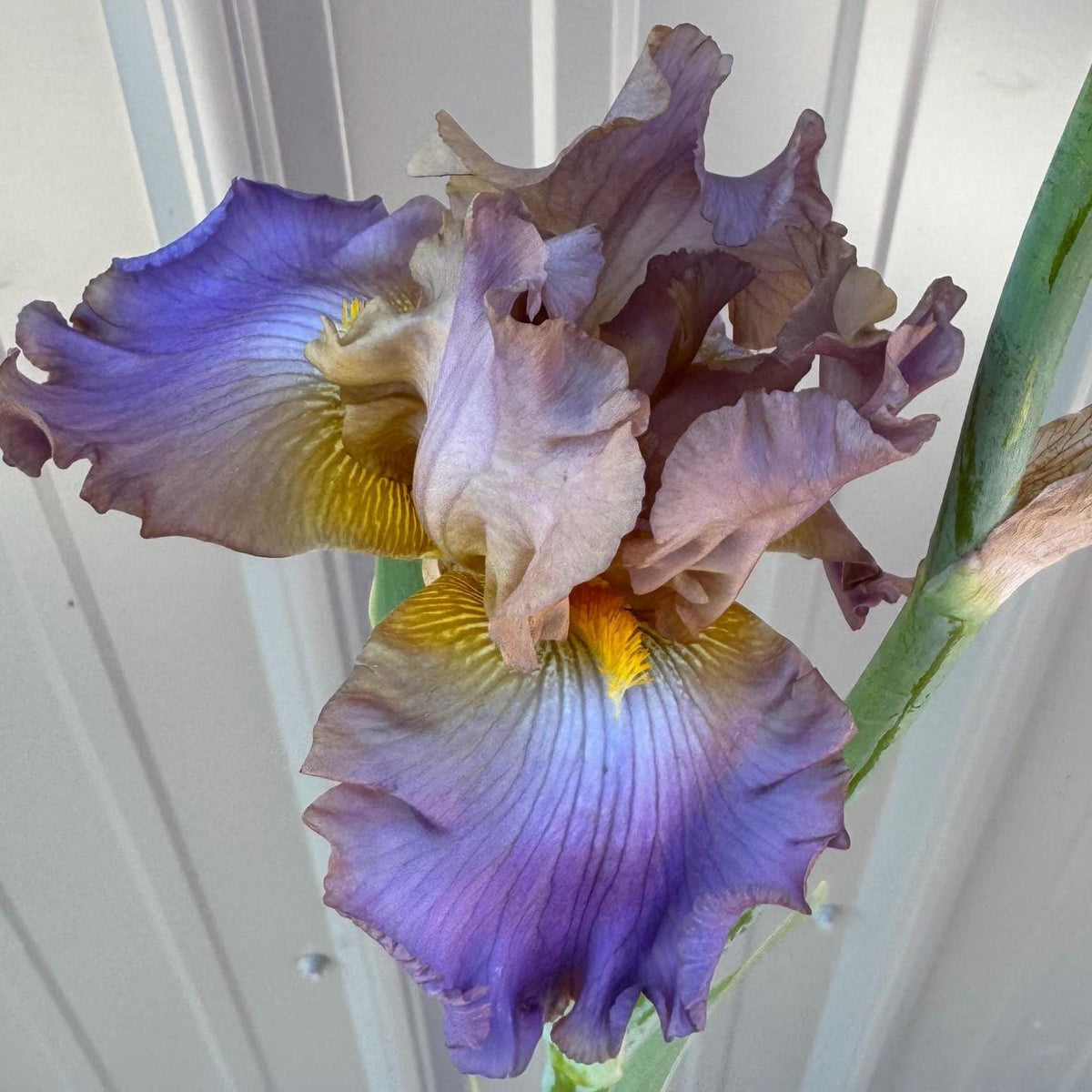 Bearded Iris Live Plant – 1 Fan | Soft Lavender Peach Bloom