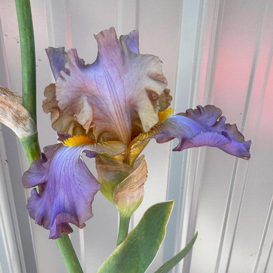Bearded Iris Live Plant – 1 Fan | Soft Lavender Peach Bloom