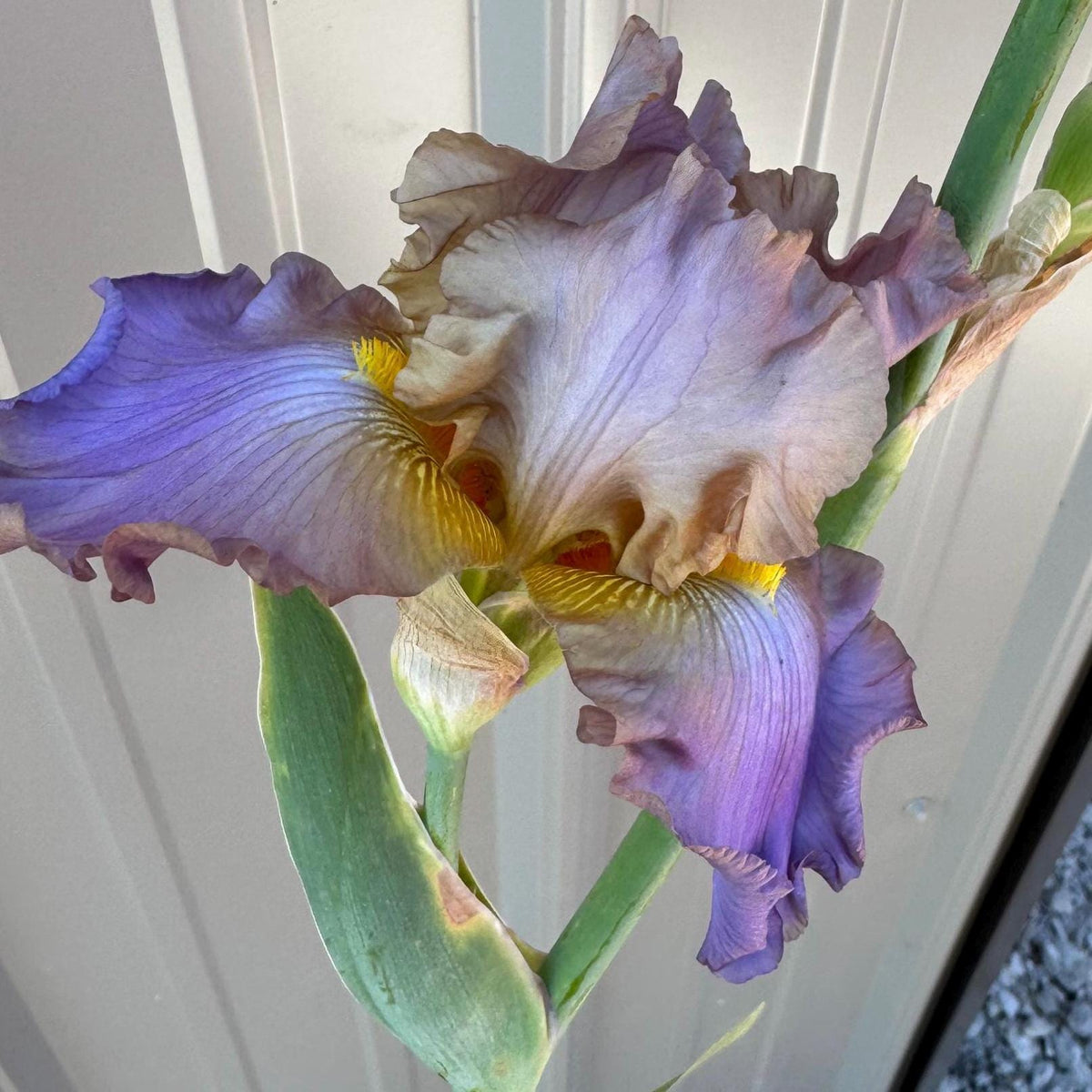 Bearded Iris Live Plant – 1 Fan | Soft Lavender Peach Bloom