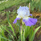 Bearded Iris Live Plant – 1 Fan | Hardy Perennial
