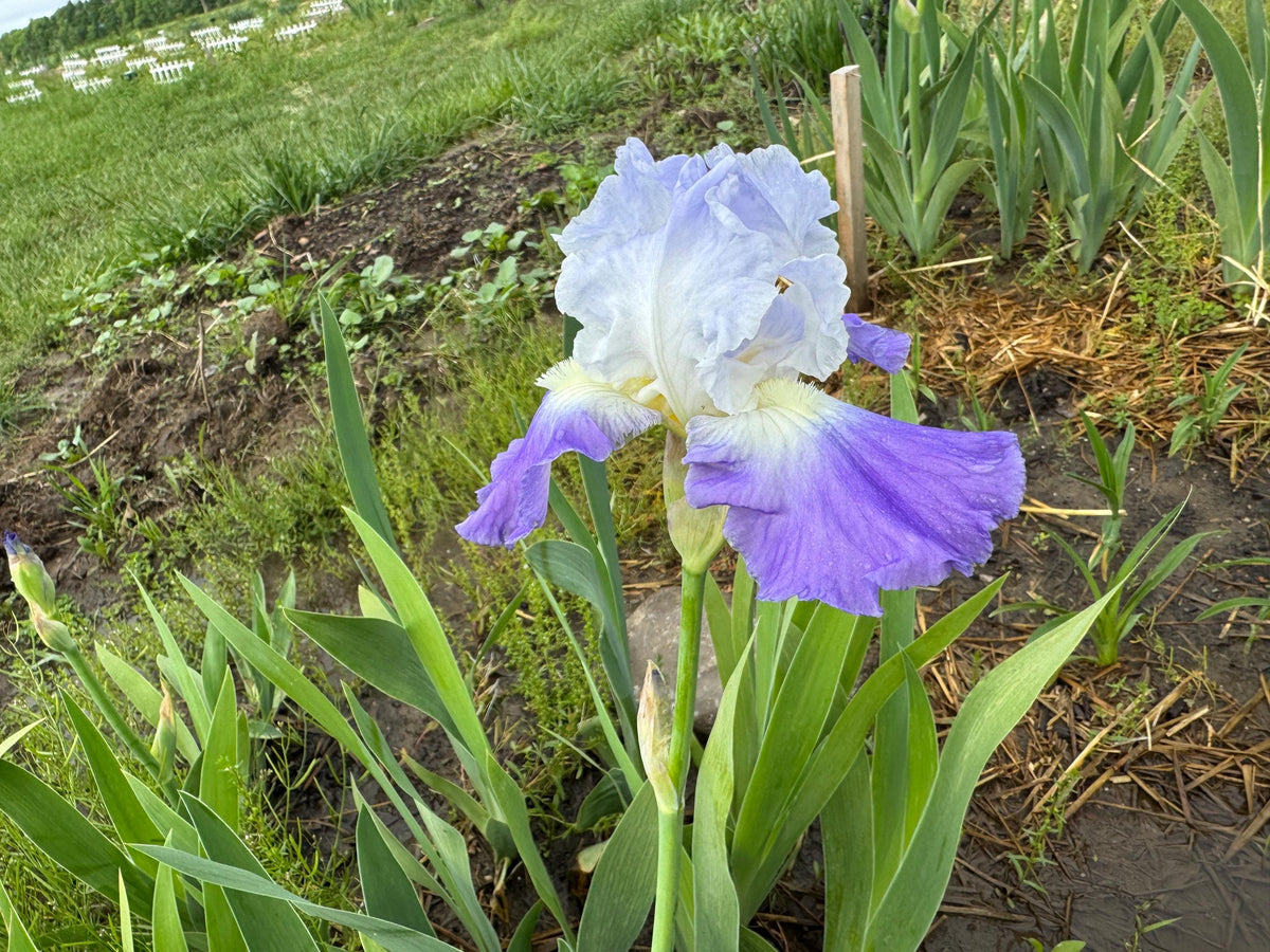 Bearded Iris Live Plant – 1 Fan | Hardy Perennial