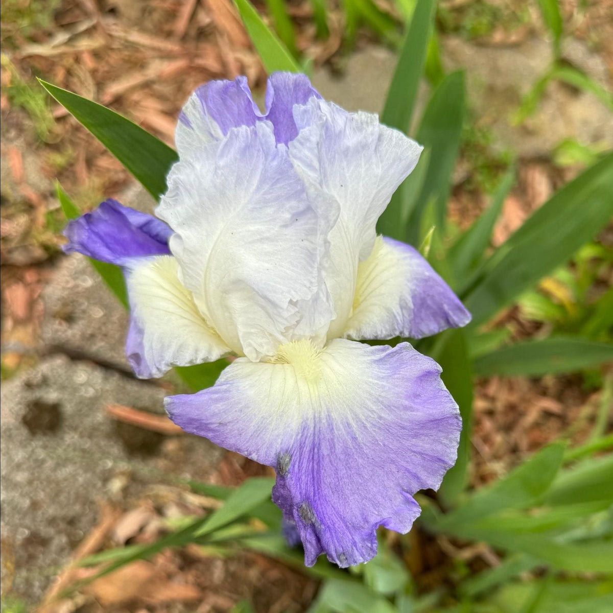 Bearded Iris Live Plant – 1 Fan | Hardy Perennial