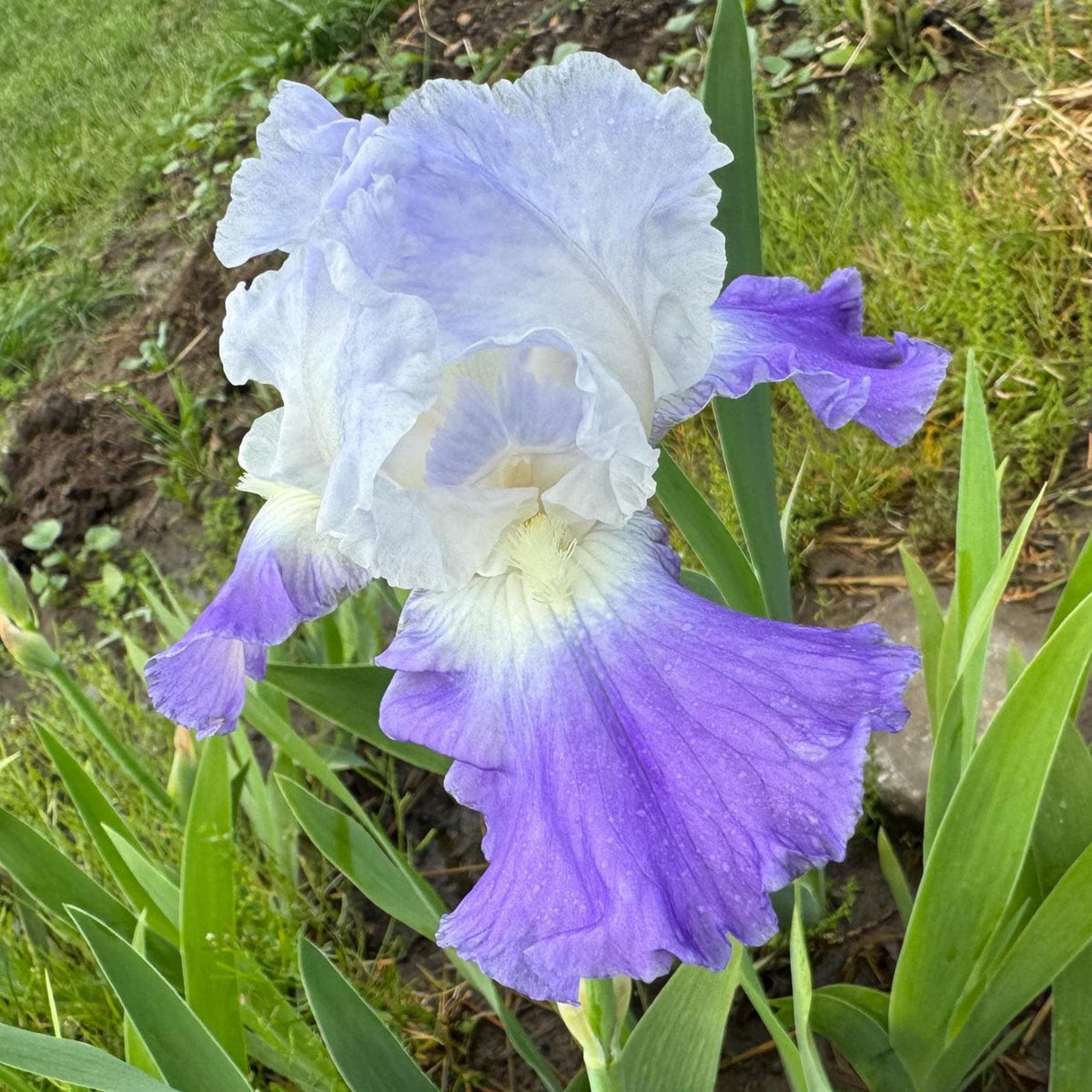 Bearded Iris Live Plant – 1 Fan | Hardy Perennial