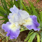 Bearded Iris Live Plant – 1 Fan | Hardy Perennial