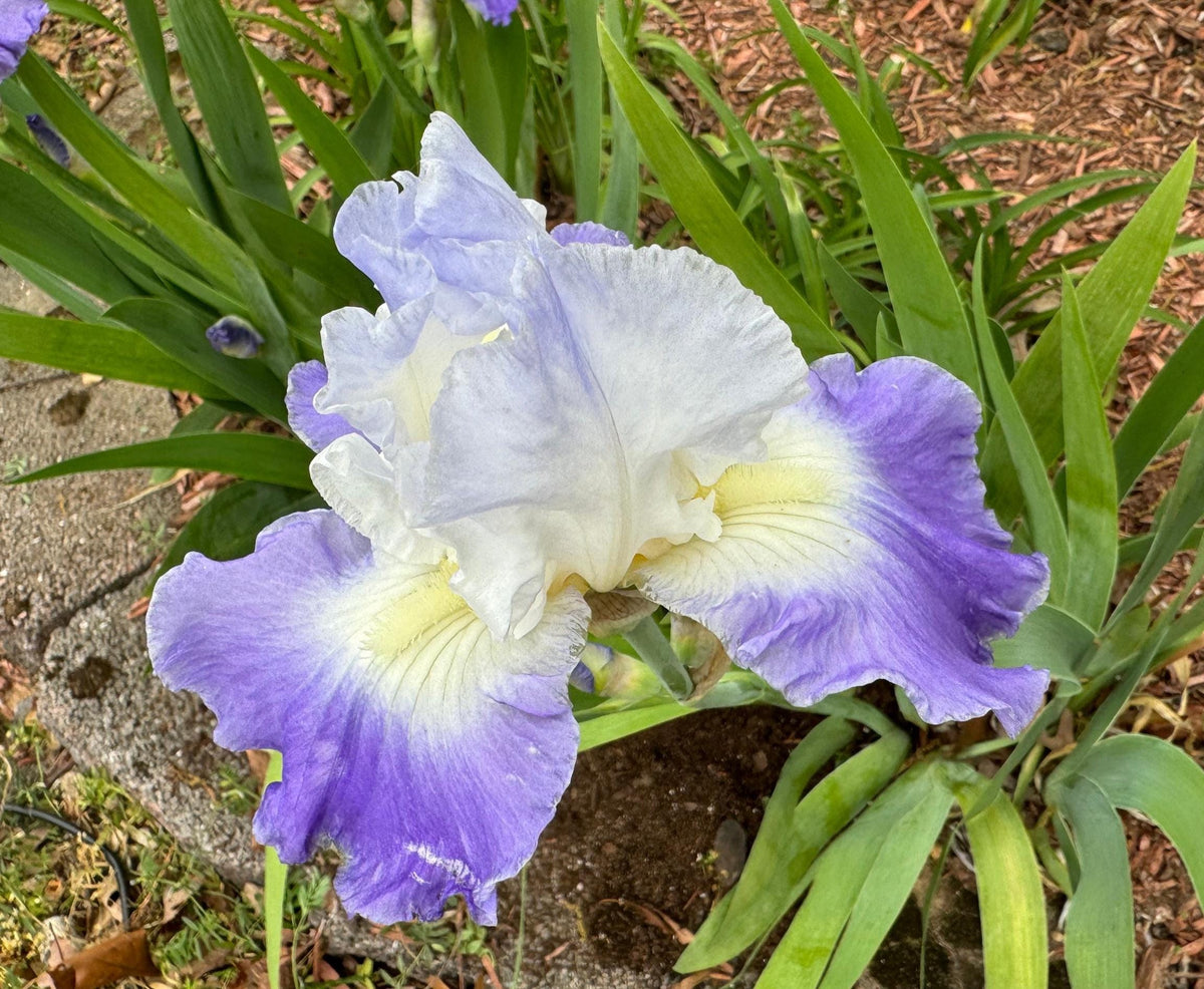 Bearded Iris Live Plant – 1 Fan | Hardy Perennial