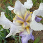 Bearded Iris Live Plant – 1 Fan